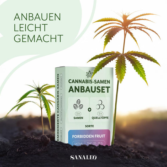 Cannabis-Samen Anbauset