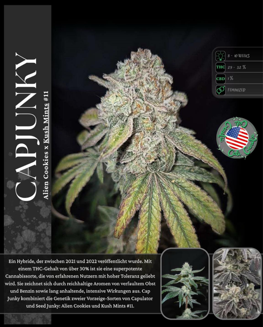 Cap Junky  – Premium-Steckling
