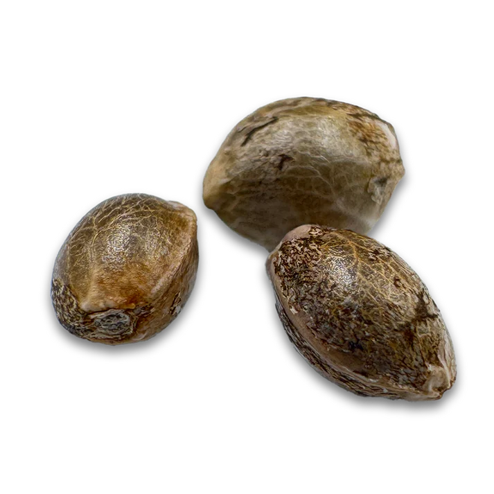 Cherry Runtz US Samen Feminisiert 3 Seeds