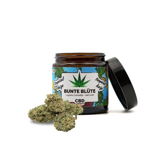 Bunte Blüte - Tropical Haze