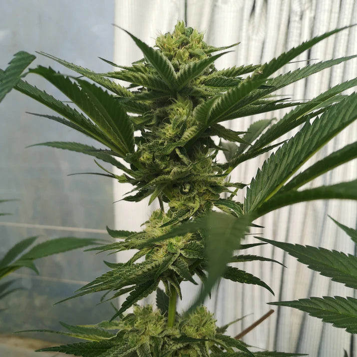 Wedding Cake Samen Feminisiert 3 Seeds