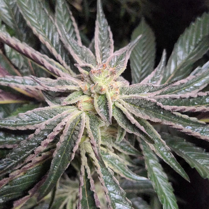 Wedding Cake Samen Feminisiert 3 Seeds