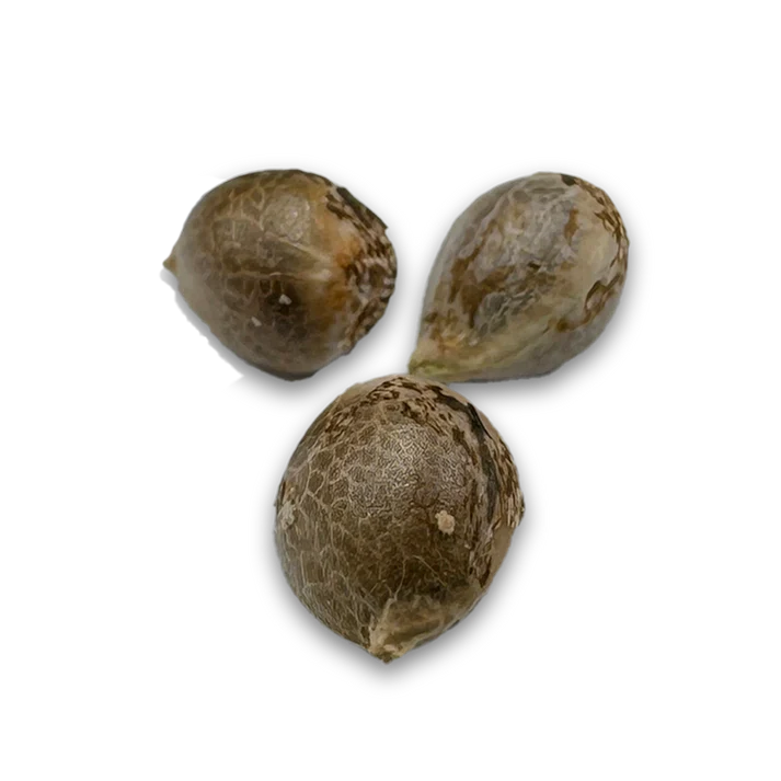 Wedding Cake Samen Feminisiert 3 Seeds