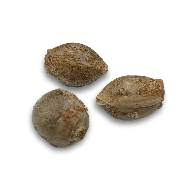 White Widow Samen Feminisiert 3 Seeds