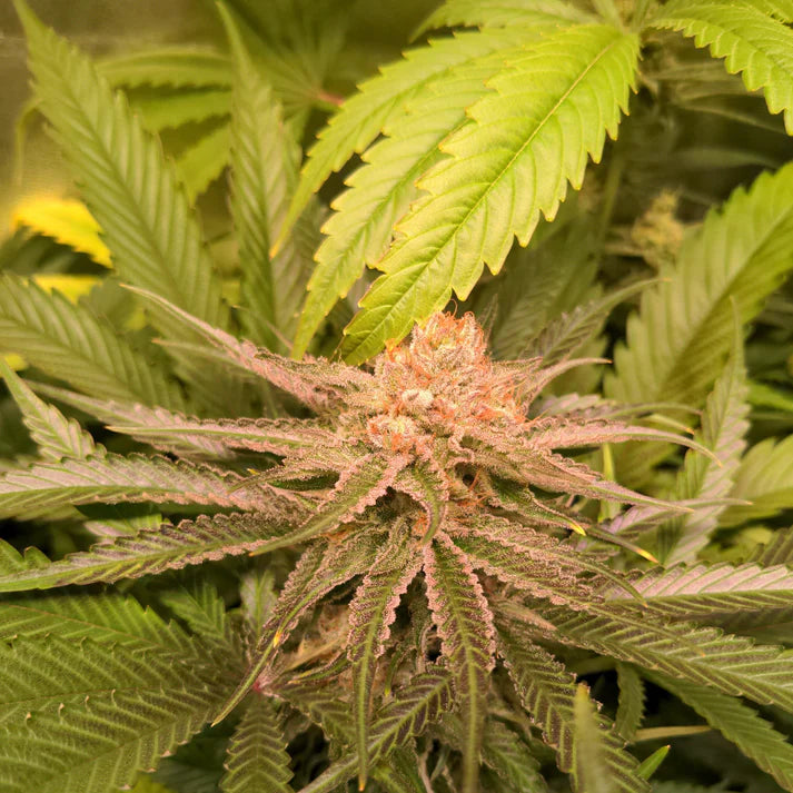 White Widow Samen Feminisiert 3 Seeds
