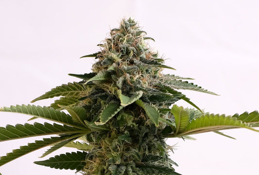 Amnesia Dream XL Auto - 8 Seeds - Kannabia Seed Company