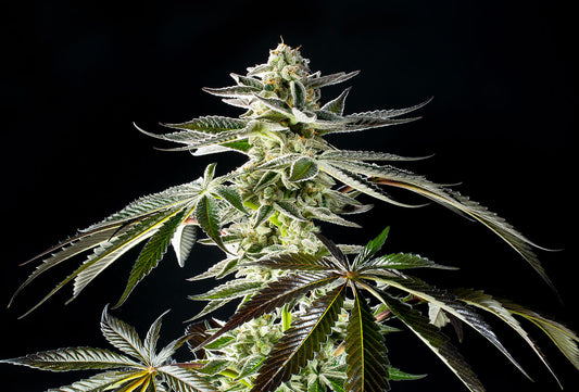 Apple & Bananas - 8 Seeds - Kannabia Seed Company