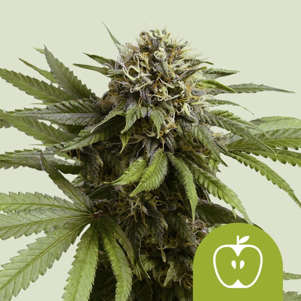 Apple Fritter - USA PREMIUM - 3 Seeds + 3 Sample Seeds - Royal Queen Seeds