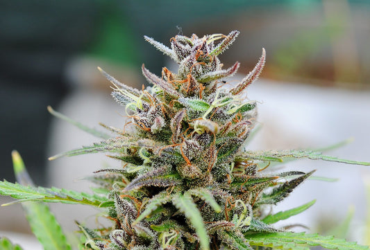 Baby Boom Auto - 8 Seeds - Kannabia Seed Company