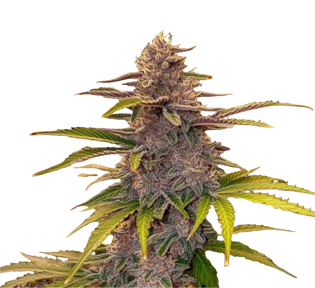 Colorado Nightshifter #11 – Premium Cut Steckling
