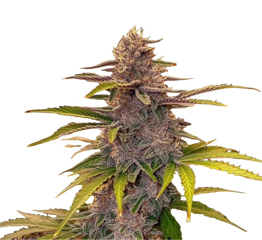 Colorado Nightshifter #11 – Premium Cut Steckling
