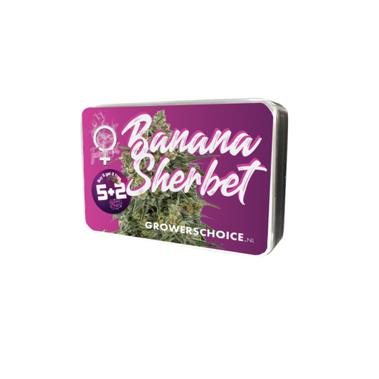 Double xl Banana Sherbet 3 + 1 Seeds - Growers Choice