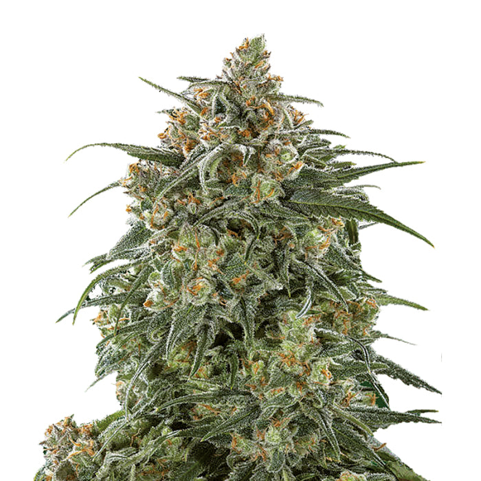 Double xl Banana Sherbet 3 + 1 Seeds - Growers Choice