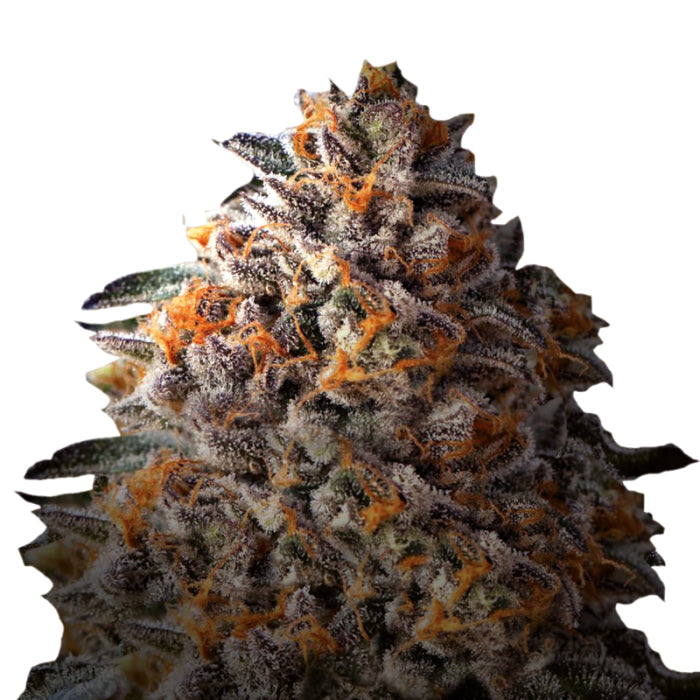 Bruce Banner 3 + 1 Seeds - Growers Choice