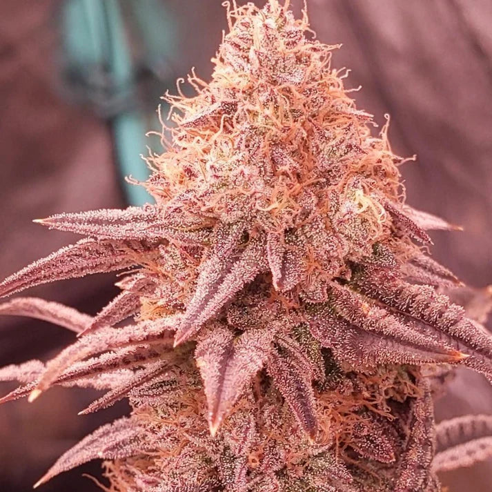 Cherry Runtz US Samen Feminisiert 3 Seeds