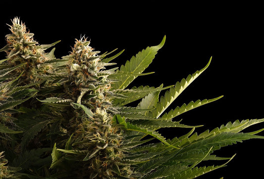 Colombian Jack - 8 Seeds - Kannabia Seed Company