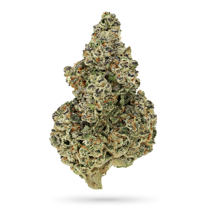 Crazy Roses Fast Version 3 + 1 Seeds - Growers Choice