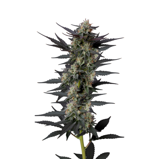 Growers Choice - Gello Z autoflower - 3 Seeds + 1