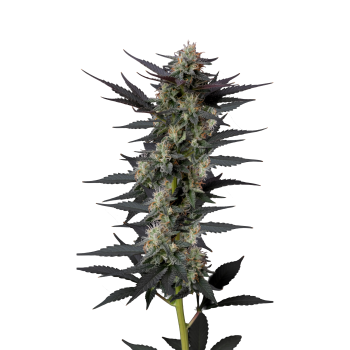 Growers Choice - Gello Z autoflower - 3 Seeds + 1