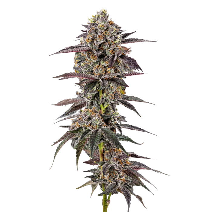 Lemon Cherry Mochi autoflower - Growers Choice - 3 + 1 Seeds
