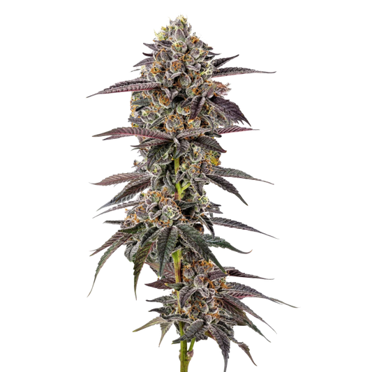 Lemon Cherry Mochi autoflower - Growers Choice - 3 + 1 Seeds