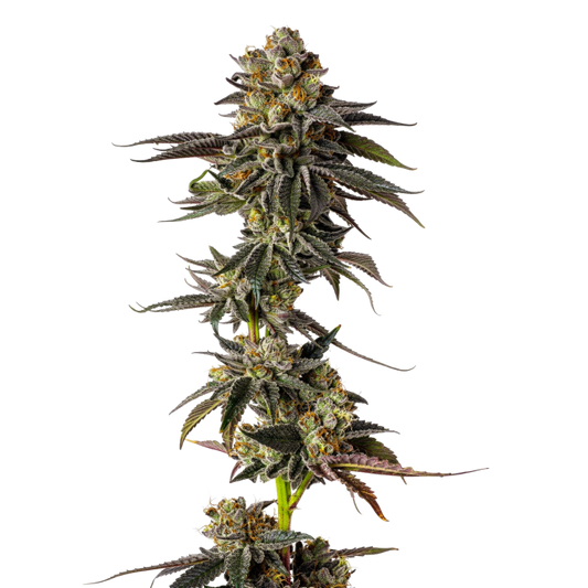 Growers Choice - Toad Venum autoflower - 3 Seeds + 1