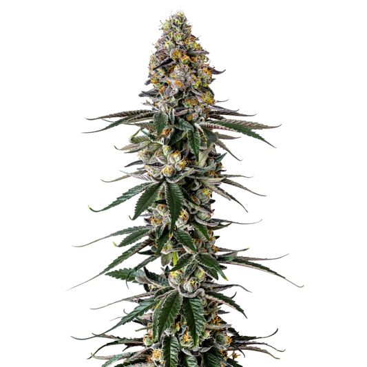 Milkshake Nerdz - Growers Choice - 3 + 1 Seeds