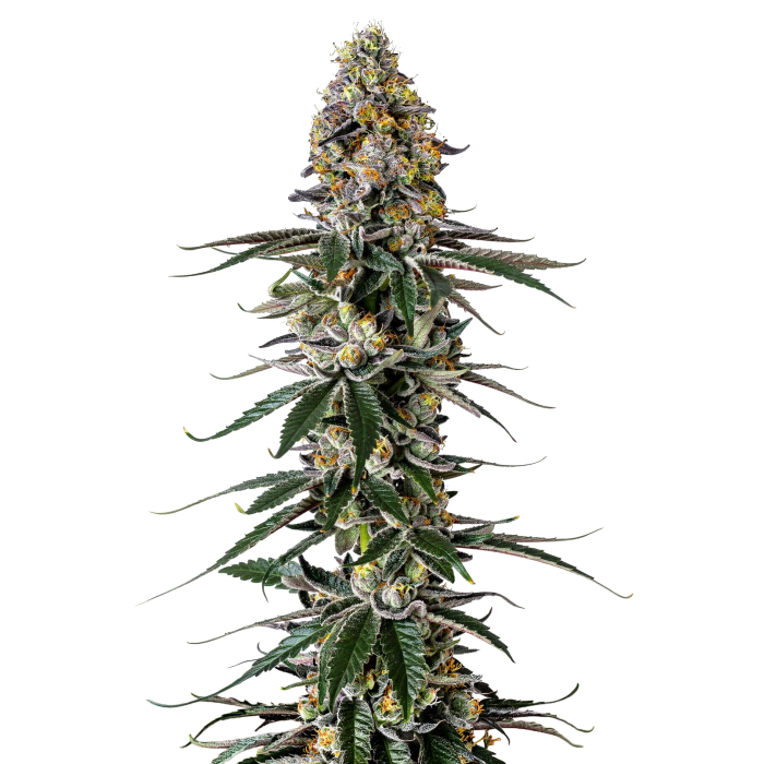 Milkshake Nerdz - Growers Choice - 3 + 1 Seeds