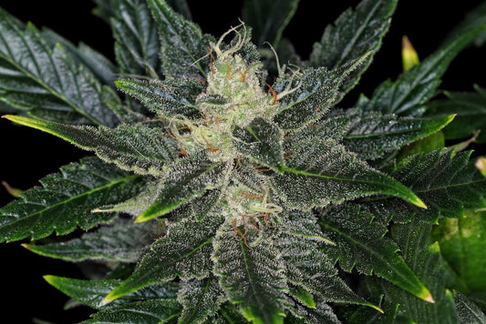 Gorilla King Auto - 8 Seeds - Kannabia Seed Company