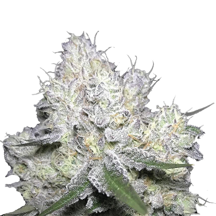 Double xl Weddingcake x Frosty Gelato 3 + 1 Seeds - Growers Choice