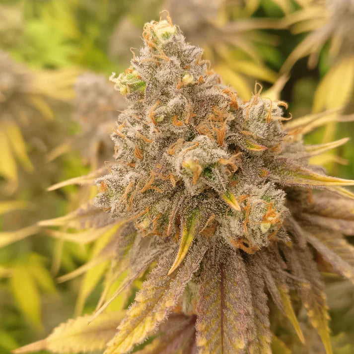 Ice Cream Cake US Samen Feminisiert 3 Seeds