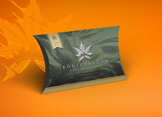 Big Bud - Königsblüte Royal Quality Seeds - 3 Seeds