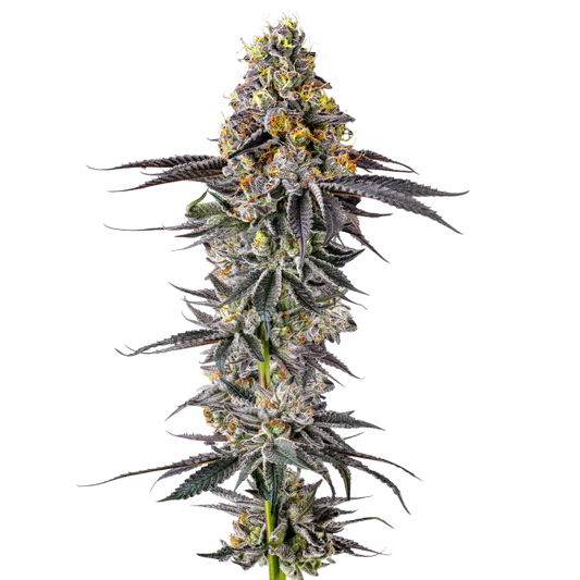 Growers Choice - Lobster Butter autoflower - 3 Seeds + 1
