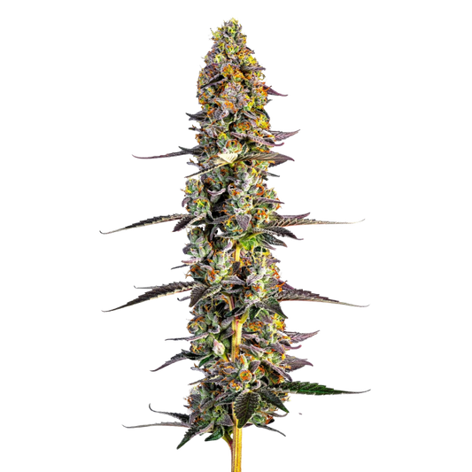 Growers Choice - Unicorn Wagyu autoflower - 3 Seeds + 1
