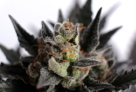 Lemon Haze Auto - 8 Seeds - Kannabia Seed Company