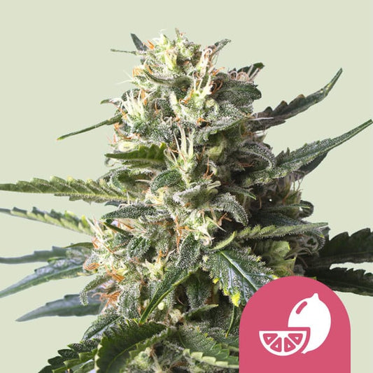 Lemon Shining Silver Haze - Feminized - 3 Seeds + 3 Sample Seeds - Royal Queen Seeds