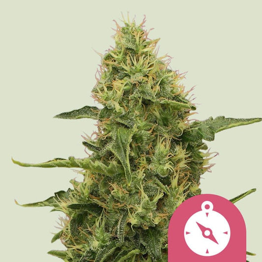 Northern Light - Feminized - 3 Seeds + 3 Sample Seeds - Royal Queen Seeds