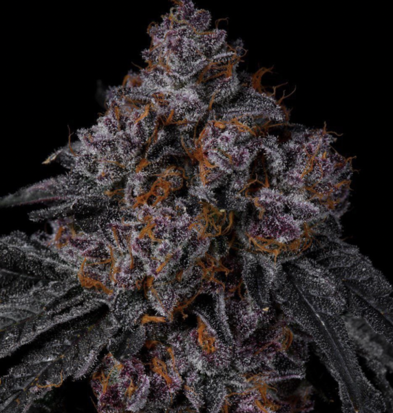 Permanent Marker Seed Junky Genetics x Doja Exclusive Cut - Steckling