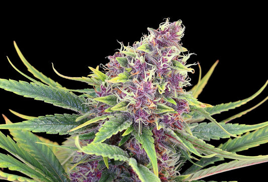 Puple Kush - 8 Seeds - Kannabia Seed Company