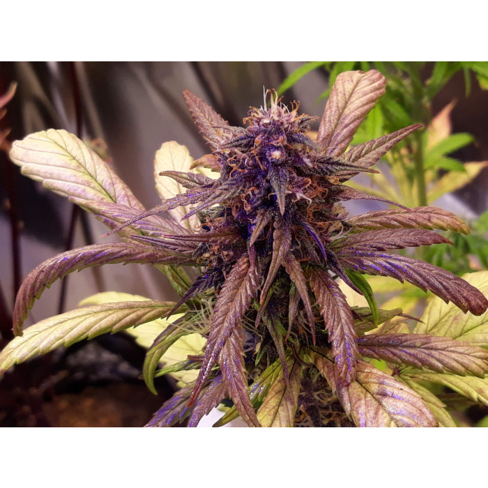 Growers Choice - Red Jack Autoflower - 3 Seeds + 1