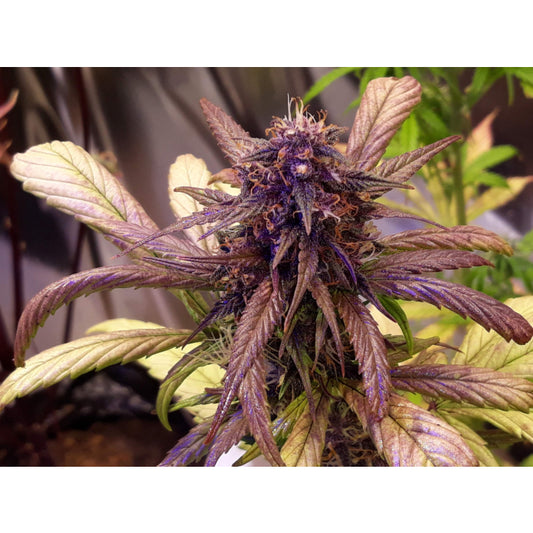 Growers Choice - Red Jack Autoflower - 3 Seeds + 1