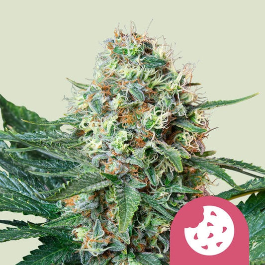 Royal Cookies - Feminized - USA PREMIUM - 3 Seeds + 3 Sample Seeds - Royal Queen Seeds