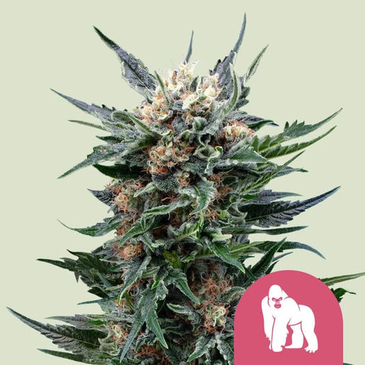 Royal Gorilla - Feminized - 3 Seeds + 3 Sample Seeds - Royal Queen Seeds