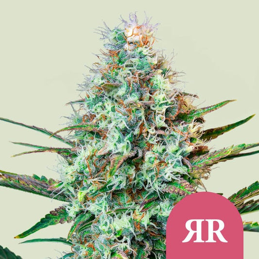 Royal Runtz - Feminized - USA PREMIUM - 3 Seeds + 3 Sample Seeds - Royal Queen Seeds