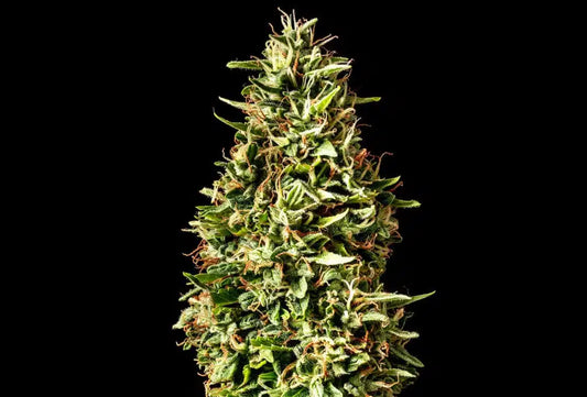 Runtz Auto 3 Seeds