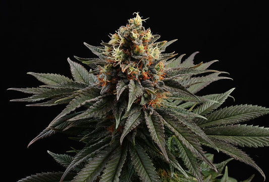 Sativa Dream 3 Seeds
