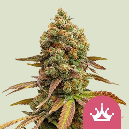 Special Queen 1 - Feminized - 3 Seeds + 3 Sample Seeds - Royal Queen Seeds
