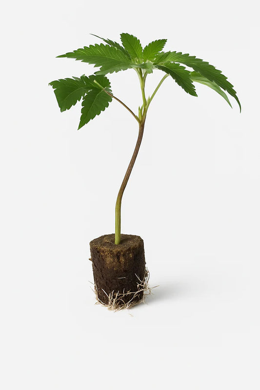 Dantes Inferno #8 - Steckling