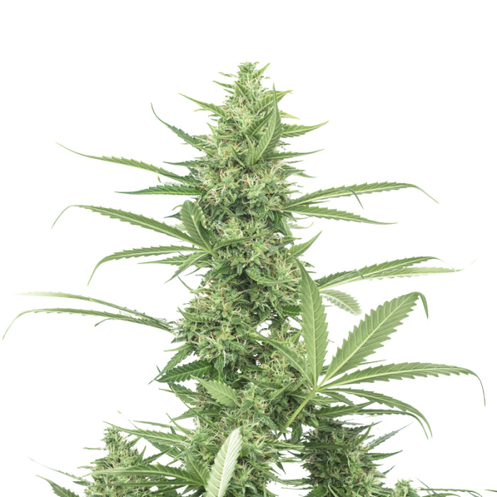 The Real Amnesia 3 + 1 Seeds - Growers Choice