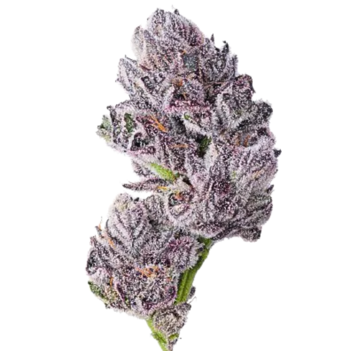 Triploid F1 Iced sangria 3 + 1 Seeds - Growers Choice